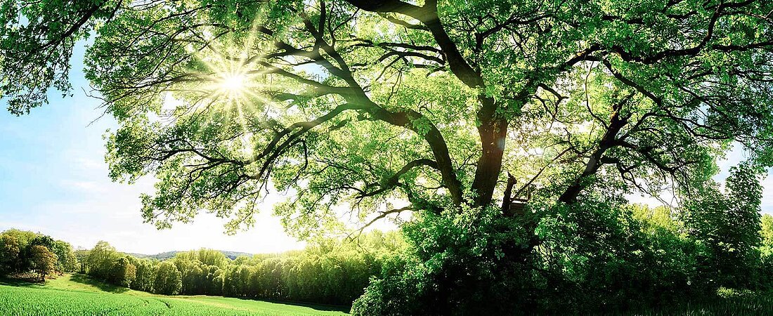 Umwelt und Natur Nature